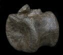 Edmontosaurus (Hadrosaur) Vertebrae - Montana #35955-2